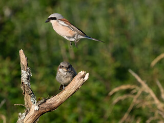 Neuntöter (Lanius collurio)