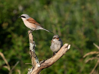 Neuntöter (Lanius collurio)