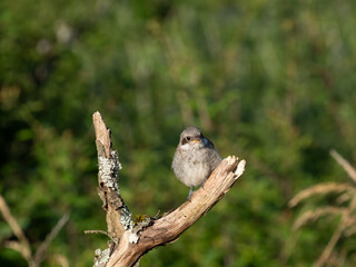 Neuntöter (Lanius collurio)