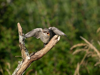 Neuntöter (Lanius collurio)