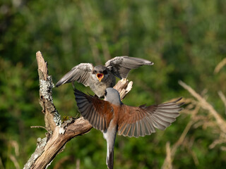 Neuntöter (Lanius collurio)