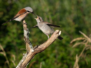 Neuntöter (Lanius collurio)