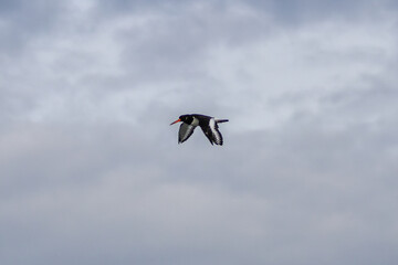 European Oystercatcher (Haematopus ostralegus) - Found in coastal shores, Bull Island, Dublin, Ireland