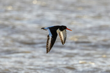 European Oystercatcher (Haematopus ostralegus) - Found in coastal shores, Bull Island, Dublin,...