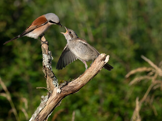 Neuntöter (Lanius collurio)