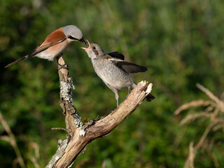 Neuntöter (Lanius collurio)