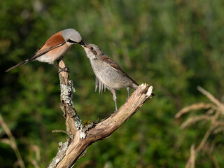 Neuntöter (Lanius collurio)