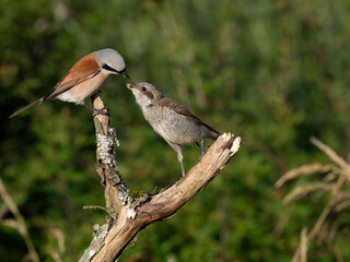 Neuntöter (Lanius collurio)