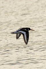 European Oystercatcher (Haematopus ostralegus) - Found in coastal shores, Bull Island, Dublin, Ireland