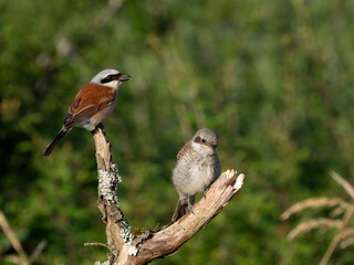 Neuntöter (Lanius collurio)