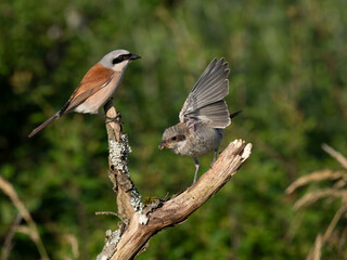 Neuntöter (Lanius collurio)