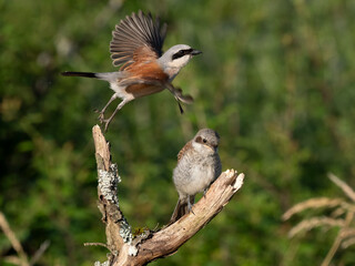 Neuntöter (Lanius collurio)