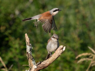 Neuntöter (Lanius collurio)