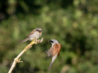 Neuntöter (Lanius collurio)