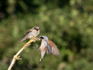 Neuntöter (Lanius collurio)