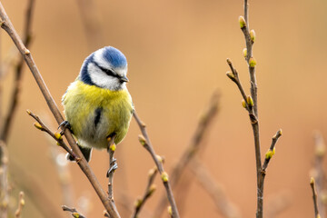 Obraz premium Blue Tit (Cyanistes caeruleus) - Found in gardens and woodlands, Glen Park, Cork, Ireland.