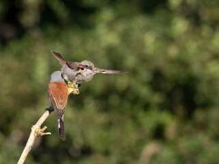 Neuntöter (Lanius collurio)