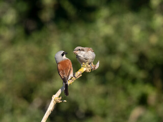 Neuntöter (Lanius collurio)