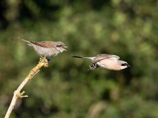 Neuntöter (Lanius collurio)