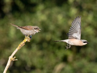 Neuntöter (Lanius collurio)