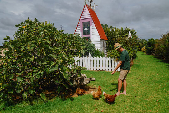 Man feeding chickens near a small chapel. Caretaker interacting with farm animals. SMALLEST CHAPEL IN NEW ZEALAND, DARGAVILLE, NORTHLAND, NEW ZEALAND