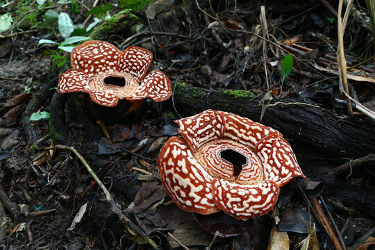 Rafflesia pricei flower at crocker range in Sabah Malaysia Borneo. The flower is the biggest and iconic flower in the world.