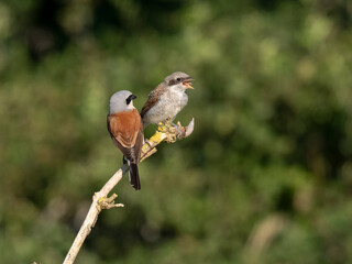 Neuntöter (Lanius collurio)