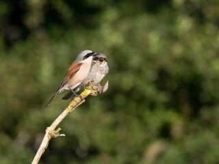 Neuntöter (Lanius collurio)