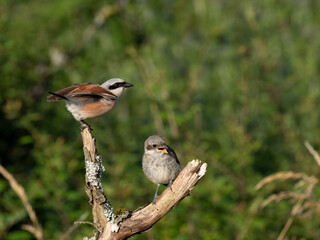 Neuntöter (Lanius collurio)