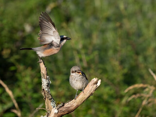 Neuntöter (Lanius collurio)