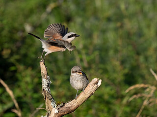 Neuntöter (Lanius collurio)
