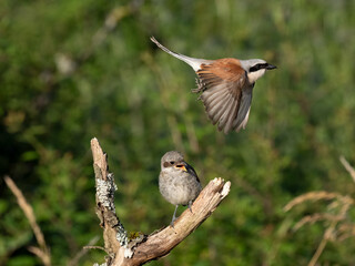 Neuntöter (Lanius collurio)