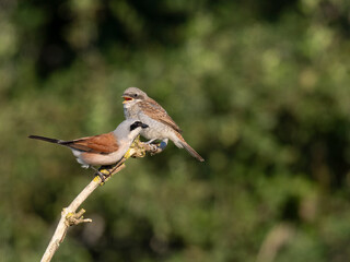 Neuntöter (Lanius collurio)