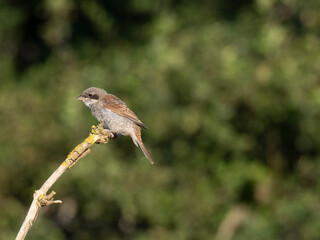 Neuntöter (Lanius collurio)