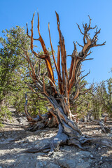 Resilient Bristlecone Pine on Methuselah Grove Trail in White Mountains, California