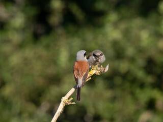 Neuntöter (Lanius collurio)