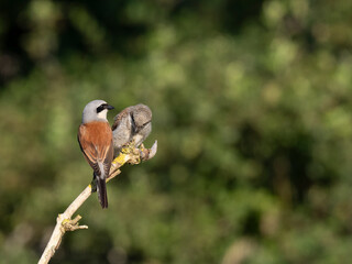 Neunt&ouml;ter (Lanius collurio)