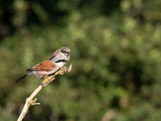 Neuntöter (Lanius collurio)