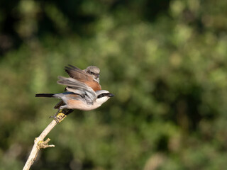 Neuntöter (Lanius collurio)
