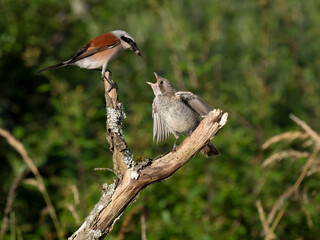 Neuntöter (Lanius collurio)