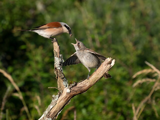 Neuntöter (Lanius collurio)