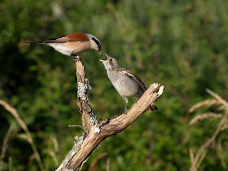 Neuntöter (Lanius collurio)