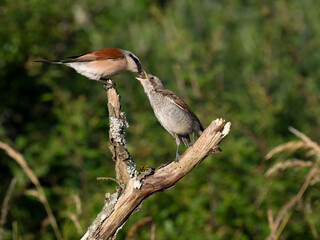 Neuntöter (Lanius collurio)
