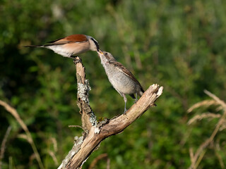 Neuntöter (Lanius collurio)
