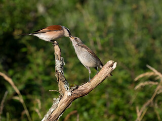Neuntöter (Lanius collurio)