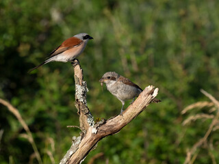 Neuntöter (Lanius collurio)