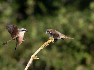 Neuntöter (Lanius collurio)