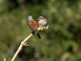Neuntöter (Lanius collurio)