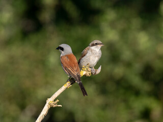 Obraz premium Neuntöter (Lanius collurio)