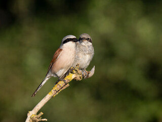 Neuntöter (Lanius collurio)